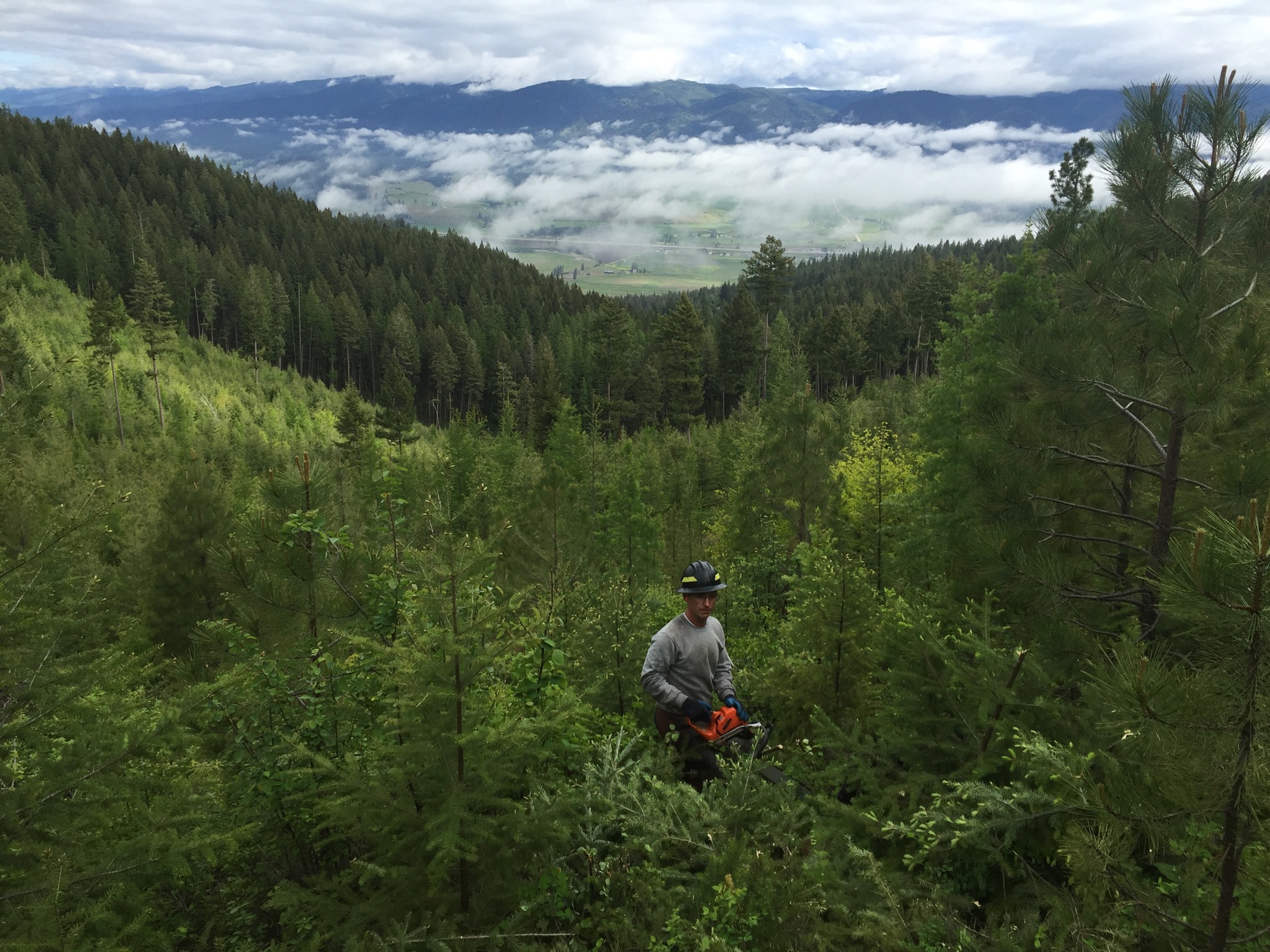 Precommercial thinning, Montana Forestry Company