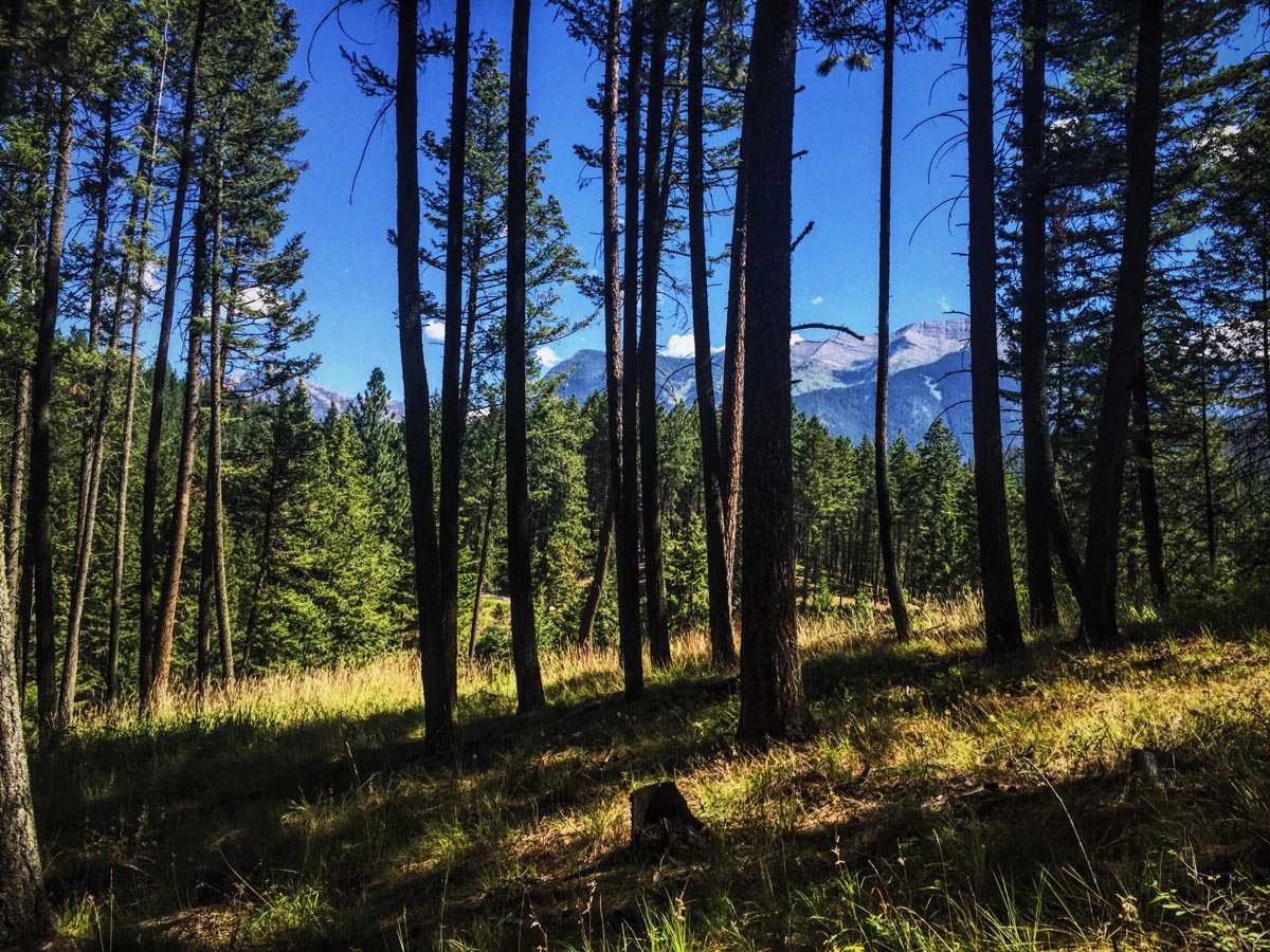 Montana Forest Management Plans