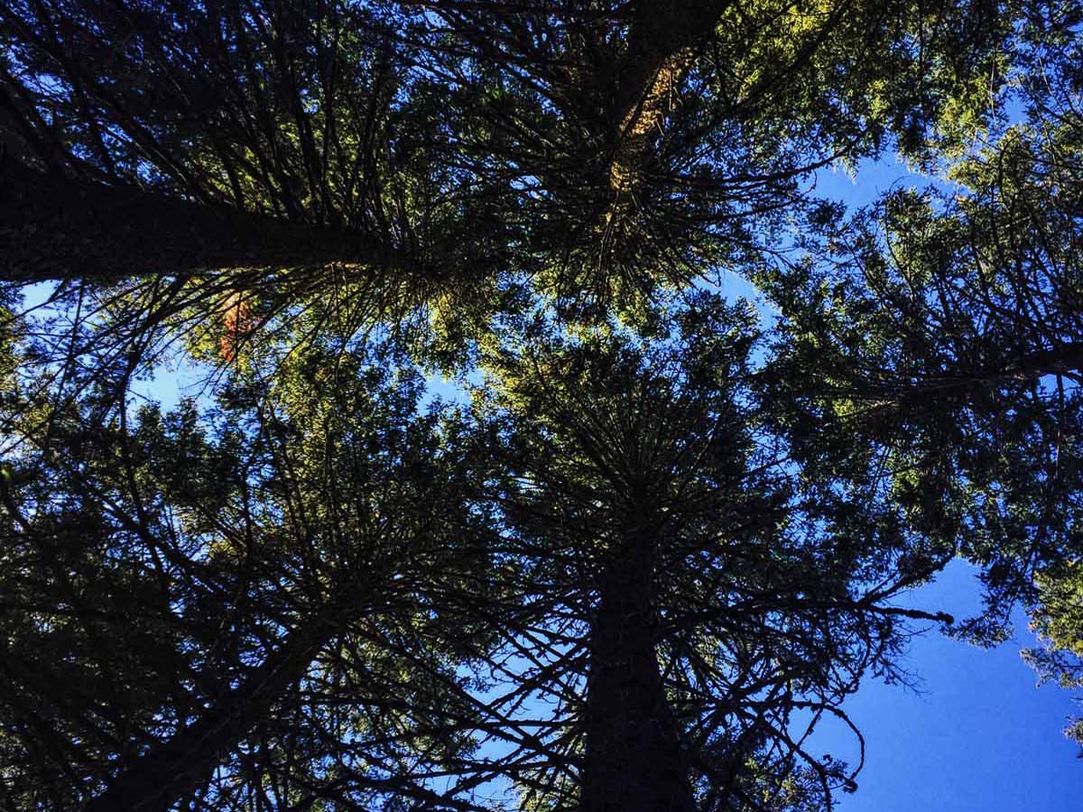 Montana Timber Inventory, Montana Forestry Company