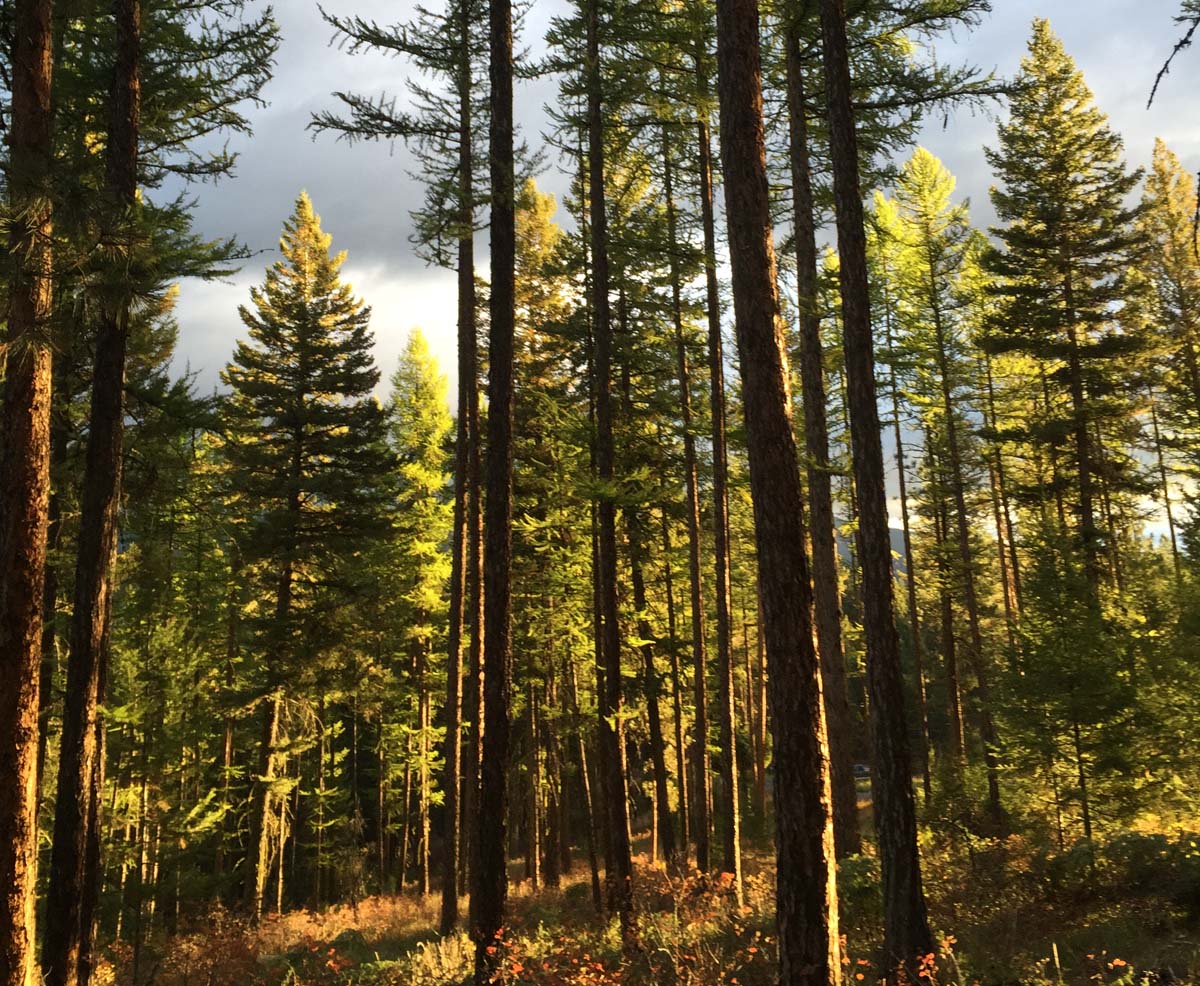 Montana Timber Sale Prep, Montana Forest Management Best Practices