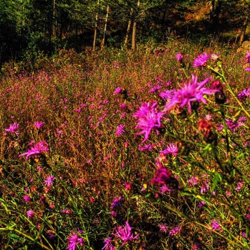 Weed Management Services Montana