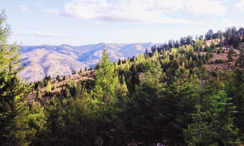 Private Land Stewardship, Montana Forest Management