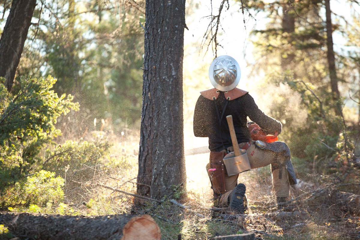 Montana Tree Removal Services, Missoula, Bitterroots 