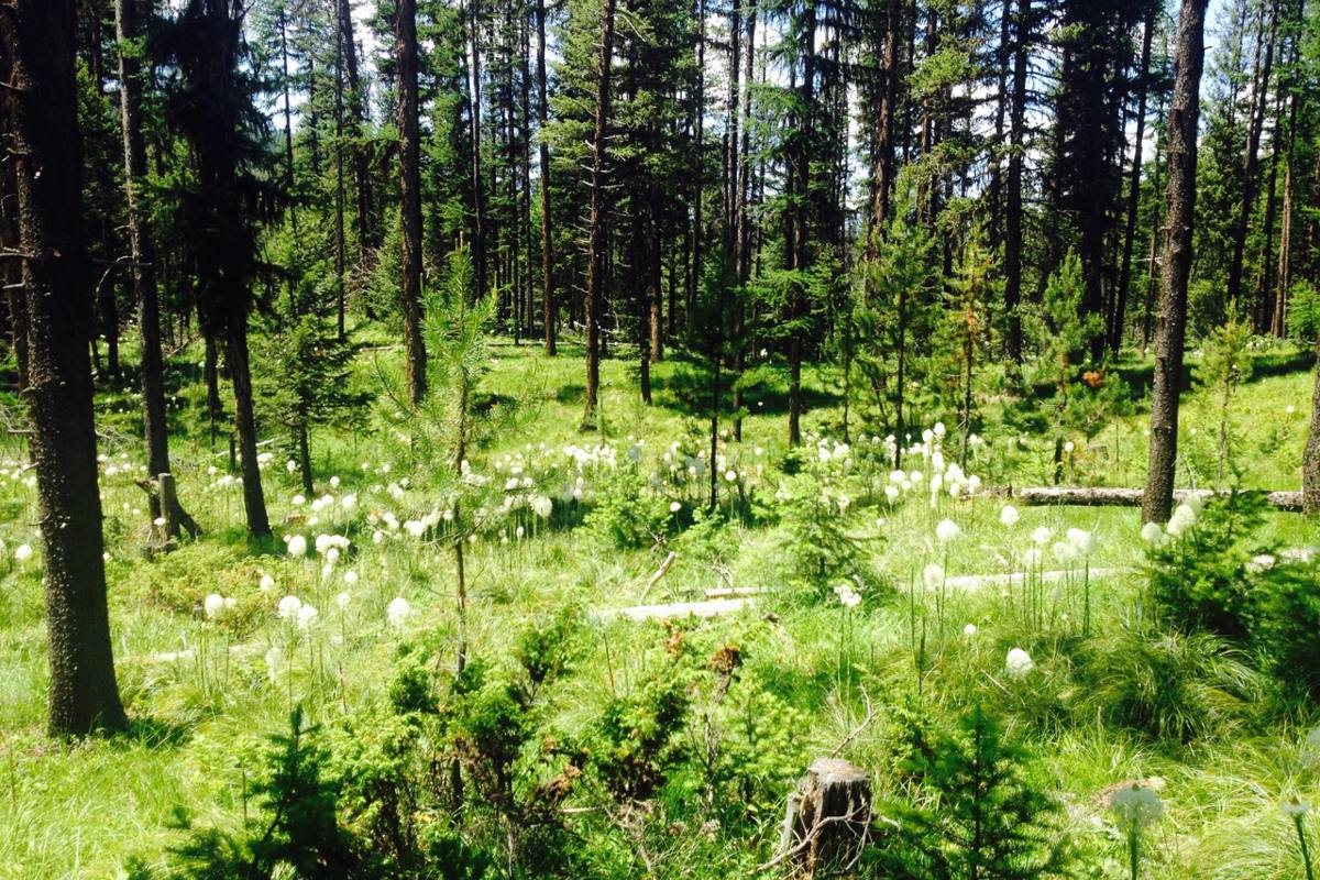 conifer-planting