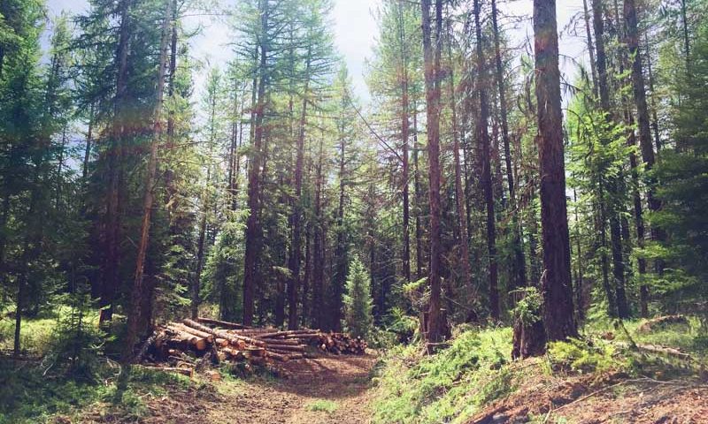Sawmill Gulch Forest Management Project, Montana Forestry Services